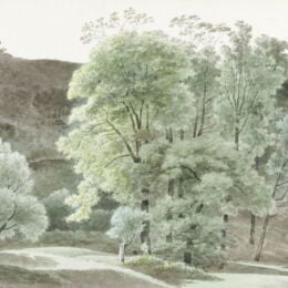 Bomen in de Omgeving